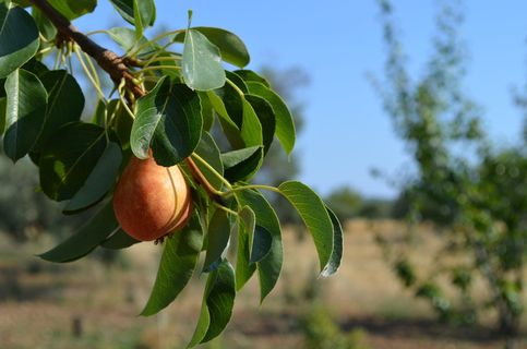 然而，pera、campaign、食品、水果、植物、健康饮食、食品和饮料