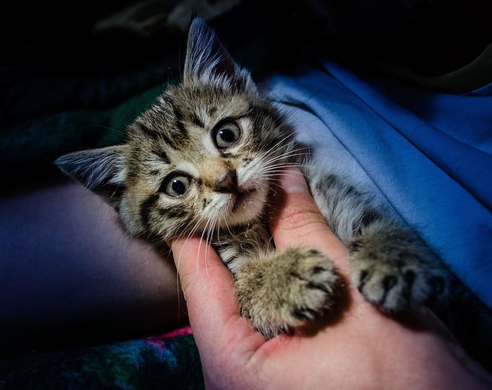人，触摸，银，斑猫，小猫，喵喵，猫，泰隆