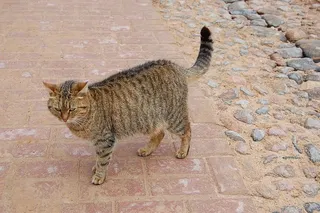 猫，动物，自然，可爱，肖像，哺乳动物，家猫，猫