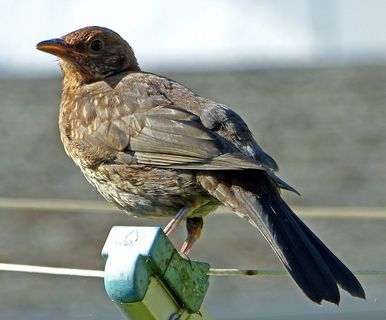 麻雀，斯珀林，鸟，鸣禽，动物主题，动物，脊椎动物，一种动物