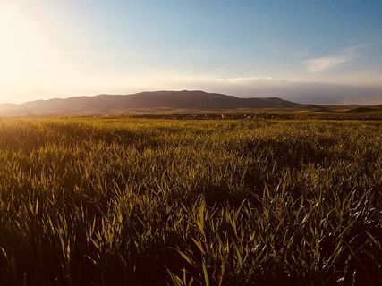 广阔的绿色草地，远处有山峦的轮廓