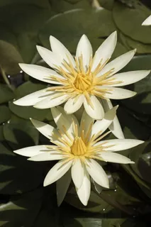 睡莲、花卉、圣路易斯黄金、黄色、热带、水生、花园、池塘