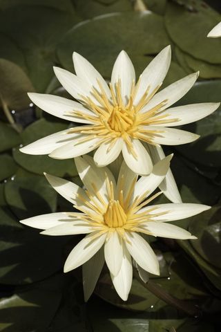 睡莲、花卉、圣路易斯黄金、黄色、热带、水生、花园、池塘