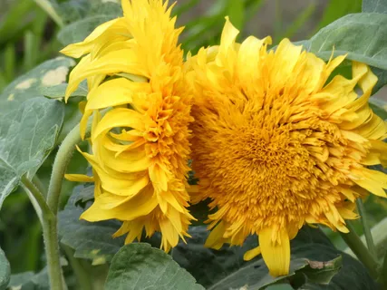 向日葵,海莲,黄花,漩涡,菊科,菊科,光,夏天 向日葵,海莲,黄花,漩涡,菊科,菊科,光,夏天