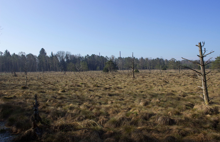 wurzacher ried，自然保护区，沼泽，兰，沼泽地，湿地，湿地，自然