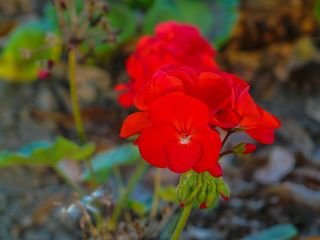 加拿大，查塔姆肯特，花，花园，开花植物，植物，新鲜度，红色