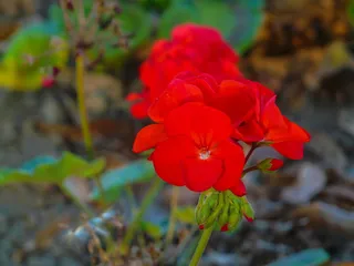 加拿大，查塔姆肯特，花，花园，开花植物，植物，新鲜度，红色