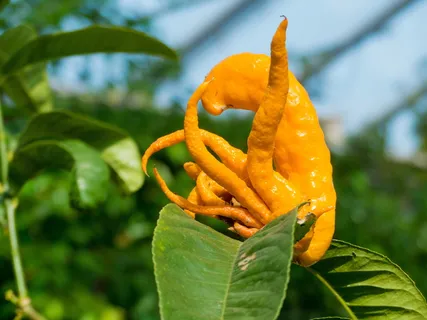 佛,拇指,公园,关注前景,植物,生长,新鲜,食物 佛,拇指,公园,关注前景,植物,生长,新鲜,食物