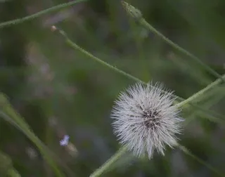 澳大利亚, ​​booragoon, 植物群, 绿色, 白, 蒲公英, 花园, 锋利