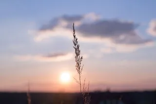 自然，草，茎，茎，天空，云，地平线，梯度