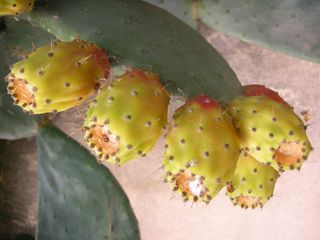 采购产品刺梨，仙人掌，仙人掌，水果，植物，刺，刺梨，仙人掌，水果，食品