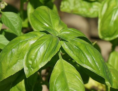 罗勒,烹饪药草,药草,新鲜,花园,自然,烹饪,配料 罗勒,烹饪药草,药草,新鲜,花园,自然,烹饪,配料