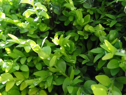 黄杨木,绿色,自然,植物,叶子,绿色,植物部分,叶子 黄杨木,绿色,自然,植物,叶子,绿色,植物部分,叶子