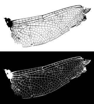 蜻蜓，翅膀，豆娘，昆虫，肢体，飞行，生物，自然
