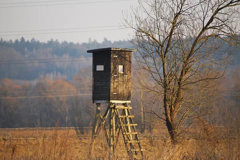 欢乐，栖息，狩猎座，猎人是，树，自然，土地，天空