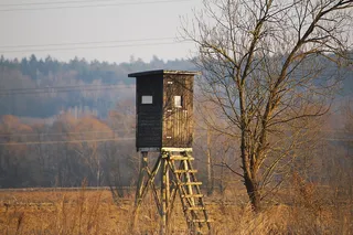 欢乐，栖息，狩猎座，猎人是，树，自然，土地，天空