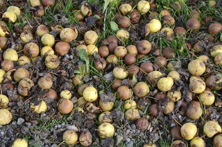 苹果、懒惰、衰老、水果、自然、秋天、破裂、腐烂