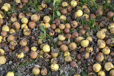 苹果、懒惰、衰老、水果、自然、秋天、破裂、腐烂 苹果、懒惰、衰老、水果、自然、秋天、破裂、腐烂