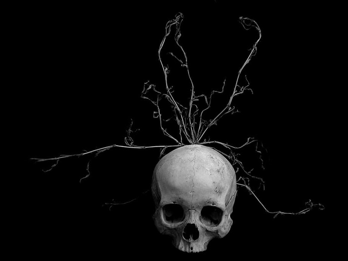杂草，死亡，黑白，带状，人类头骨，人类，头骨，黑色背景