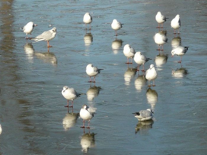 海鸥，冬天，冰，寒冷，湖泊，动物，水鸟，鸟