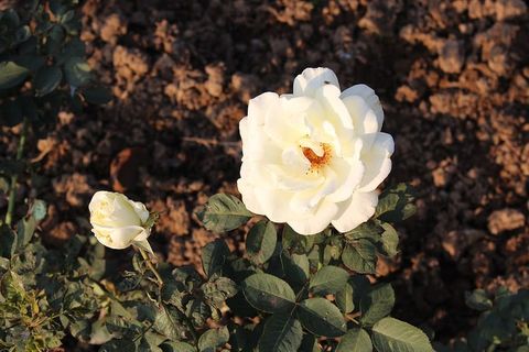 玫瑰园，印度，昌迪加尔，情人节，爱情，玫瑰，自然，花朵