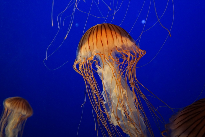 水族馆，水母，海洋生物，海洋，海洋，海洋生物，宁静，水下