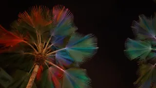 棕榈树，棕榈树，多色，无人，特写，摄影棚拍摄，植物，图案