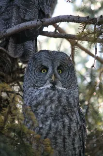 大灰猫头鹰幻影北方大灰猫头鹰幻影北方 大灰猫头鹰幻影北方大灰猫头鹰幻影北方
