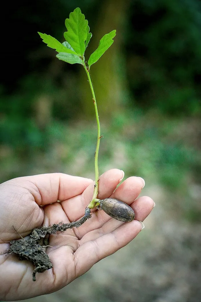 持有绿色植物的人