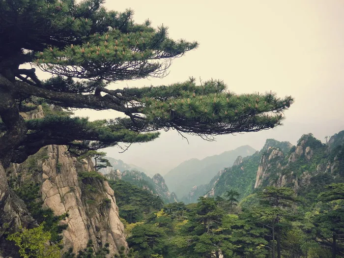 山，风景，中国，松树，风景，树木，植物，自然之美