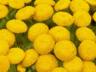 tansy，tanacetum vulgare，菊花，蠕虫草药，复合材料，菊科，丝兰属，黄色