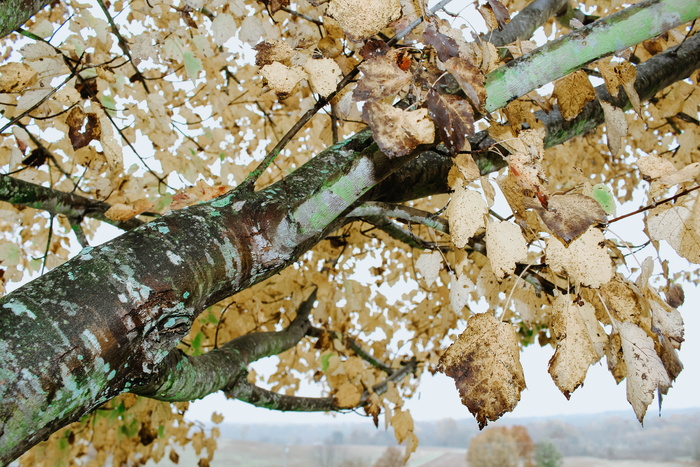 美国，跨平原，秋天，树木，苔藓树，黄色，落叶，树木