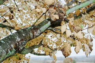 美国，跨平原，秋天，树木，苔藓树，黄色，落叶，树木