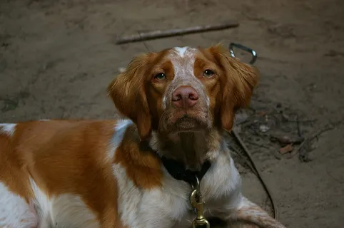 加拿大、圣玛丽·德布兰福德、布列塔尼猎犬、狗、家养、宠物、哺乳动物、家畜 加拿大、圣玛丽·德布兰福德、布列塔尼猎犬、狗、家养、宠物、哺乳动物、家畜