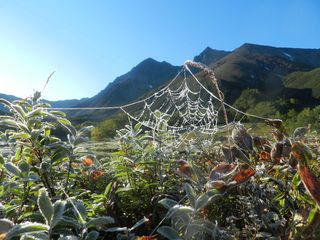 初霜，初秋，印度夏季，寒冷，霜冻，清晨，树木，森林