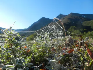 初霜，初秋，印度夏季，寒冷，霜冻，清晨，树木，森林