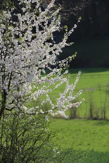 草甸, 多年生植物, 鲜花, 白, 春天, 增长, 自然, 花
