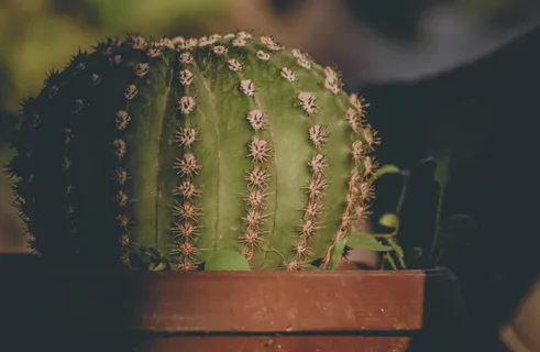 绿色仙人掌的选择性聚焦摄影