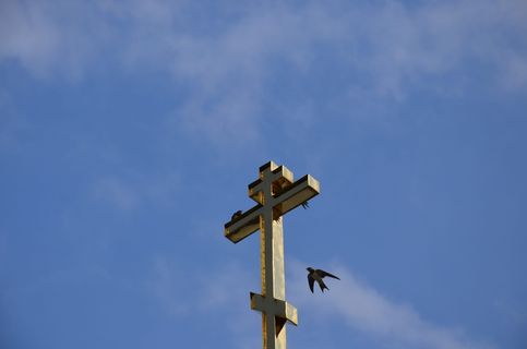 天空，低角度视图，动物，脊椎动物，动物主题，鸟，自然，蓝色