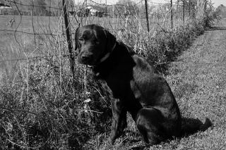 美国，蒙哥马利，春天，夏天，阳光，黑白，单色，自然