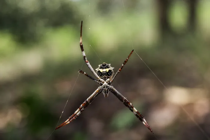 无脊椎动物，动物，蛛形纲，昆虫，argiope，花园蜘蛛，蜘蛛，巨蛛