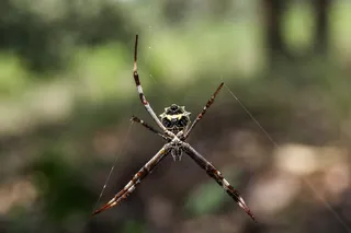 无脊椎动物，动物，蛛形纲，昆虫，argiope，花园蜘蛛，蜘蛛，巨蛛