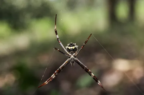 无脊椎动物,动物,蛛形纲,昆虫,argiope,花园蜘蛛,蜘蛛,巨蛛 无脊椎动物,动物,蛛形纲,昆虫,argiope,花园蜘蛛,蜘蛛,巨蛛