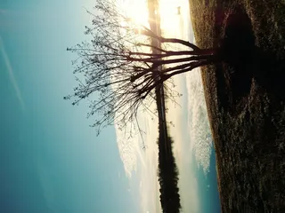 美国，佛罗伦萨，希望，良好的氛围，自然，美丽的外面，太阳，阳光