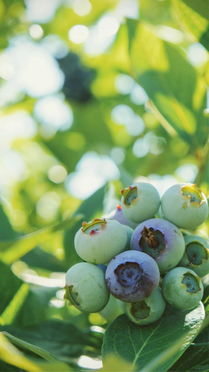 加拿大，大学捐赠地，ubc农场，有机，浆果，夏天，浆果采摘，自然