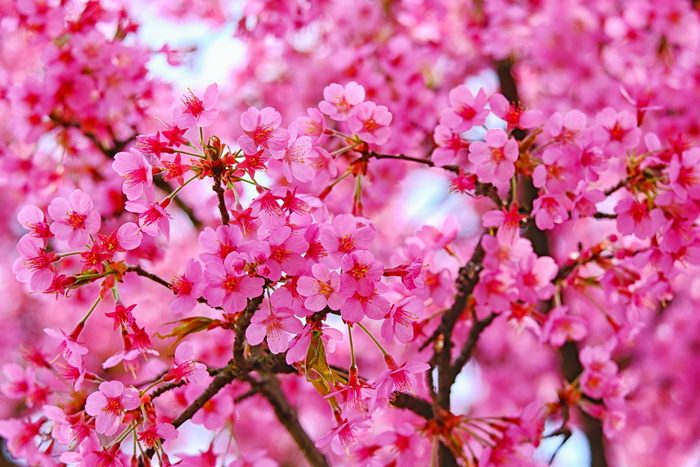 花朵，梅花，粉色，花朵，春天，梅花，梅花，树枝