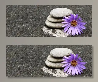 近景、照片、紫色、花瓣花、石头、装饰石、装饰品、装饰