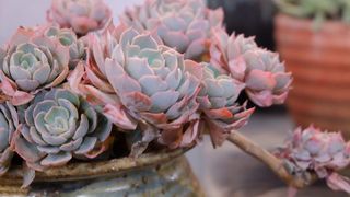 肉质的、植物的、盆栽的、花卉的、特写的、开花的植物的、美丽的大自然的、没有人的