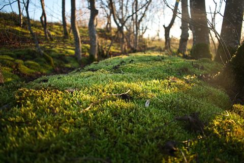 绿色，自然，树木，苔藓，颜色，秋天，植物，树木
