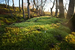 绿色，自然，树木，苔藓，颜色，秋天，植物，树木